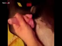 Kinky beastiality lover jacking off a dog's cock